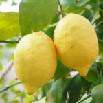 Babeczki cytrynowe moje wypieki.